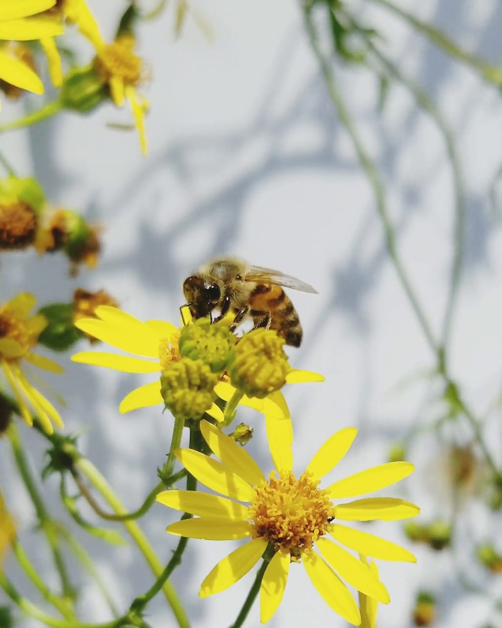 A honey bee on yellow flowers.